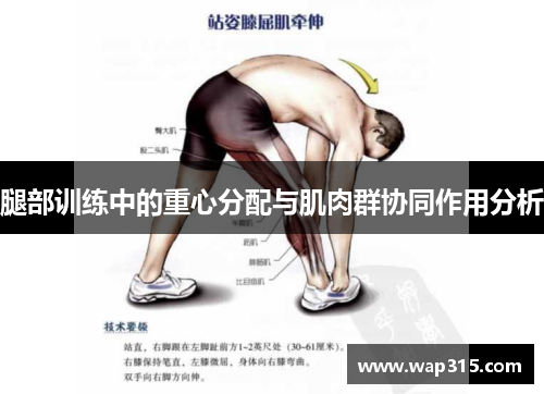 腿部训练中的重心分配与肌肉群协同作用分析